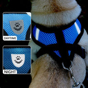 Dog wearing a blue harness with daytime and nighttime design insets.