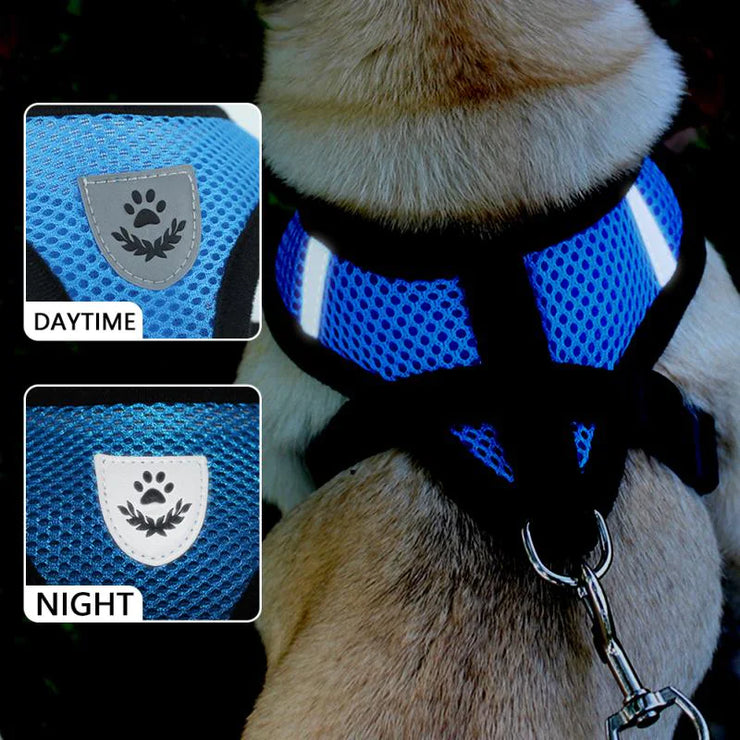 Dog wearing a blue harness with daytime and nighttime design insets.