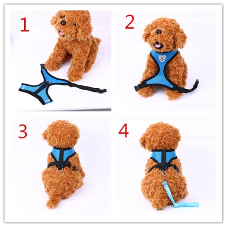 Dog wearing a blue harness with steps showing how to put it on.