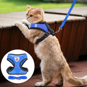 Cat wearing a blue harness and leash on a wooden deck