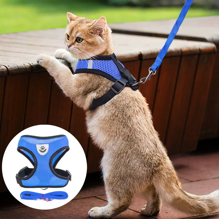 Cat wearing a blue harness and leash on a wooden deck