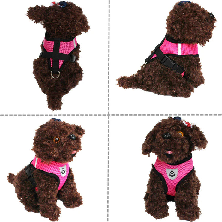 Dog wearing a pink harness with black straps on a white background