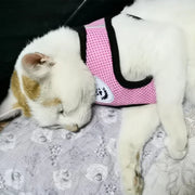 Two cats, one wearing a pink harness, lying on a patterned surface.