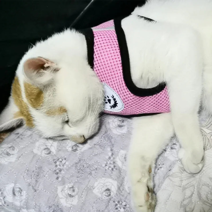 Two cats, one wearing a pink harness, lying on a patterned surface.
