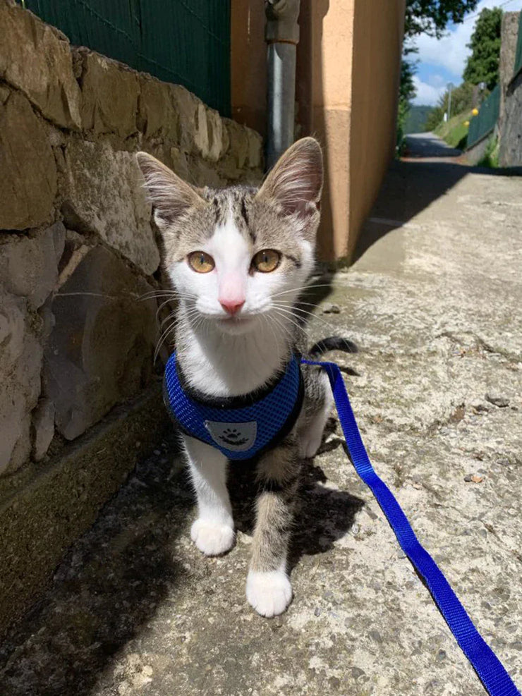 Cat on a leash wearing a blue harness, standing on a stone path.